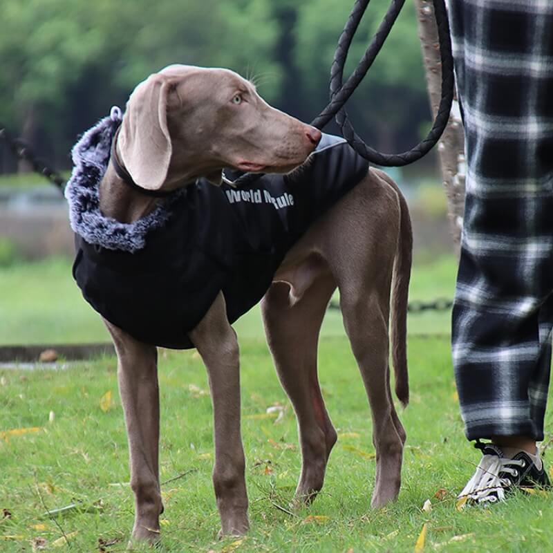 Warmer, cooler Hundezubehör-Jacke mit hohem Kragen, verdickter, cooler Hundezubehör-Baumwollmantel