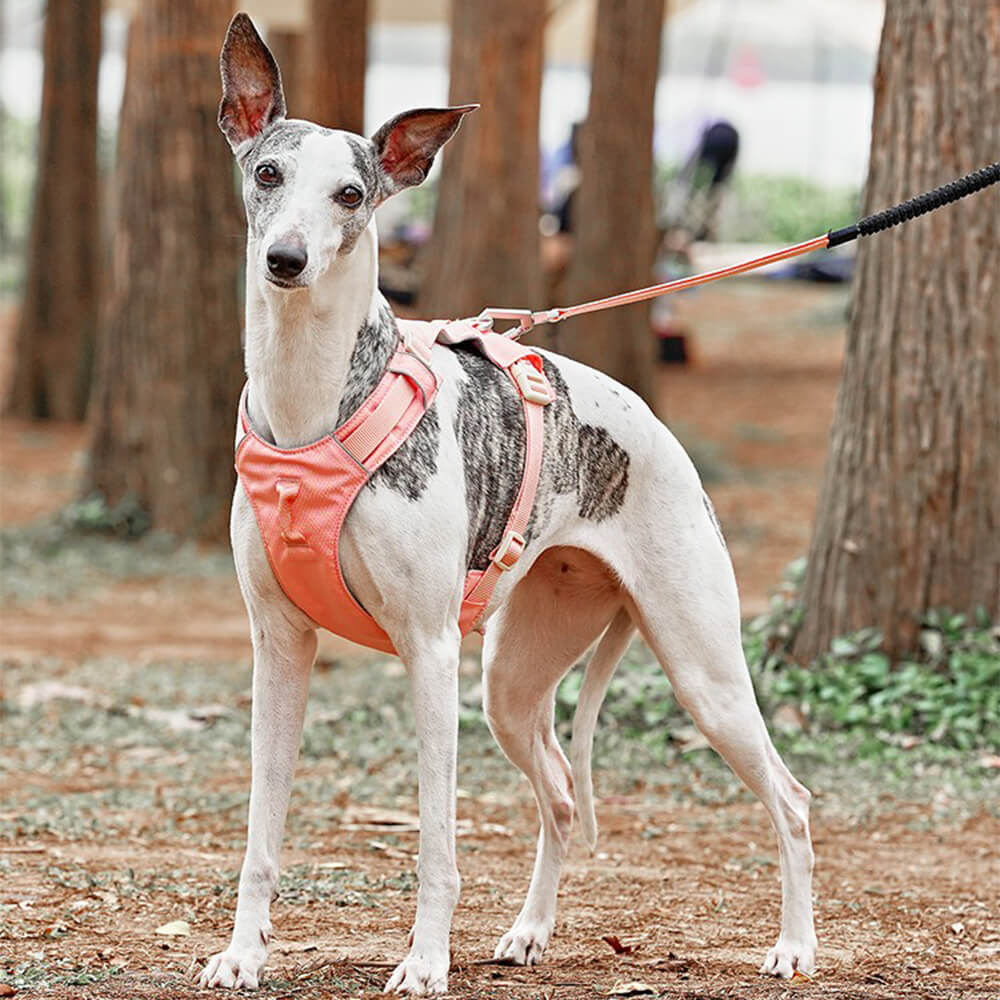 Arnés para perros ligero, impermeable, transpirable, antitirones y correa multifuncional