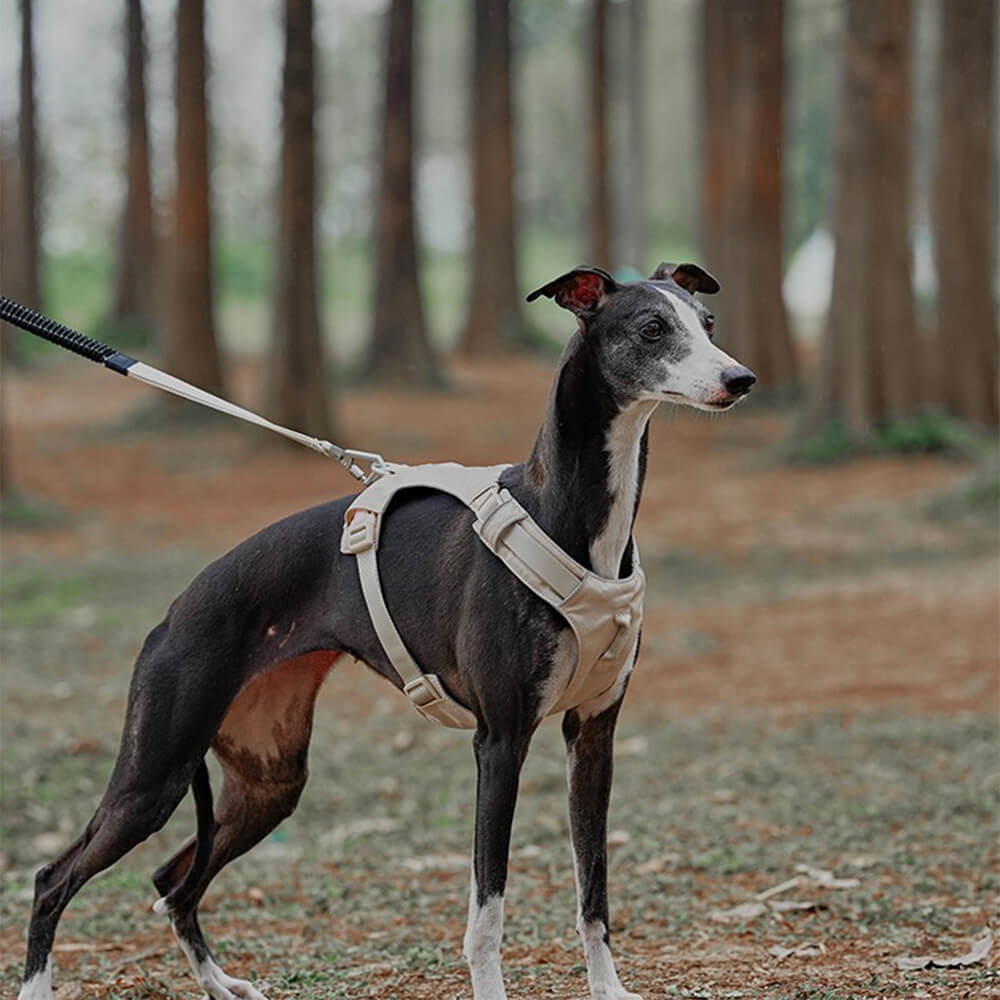 Arnés para perros ligero, impermeable, transpirable, antitirones y correa multifuncional