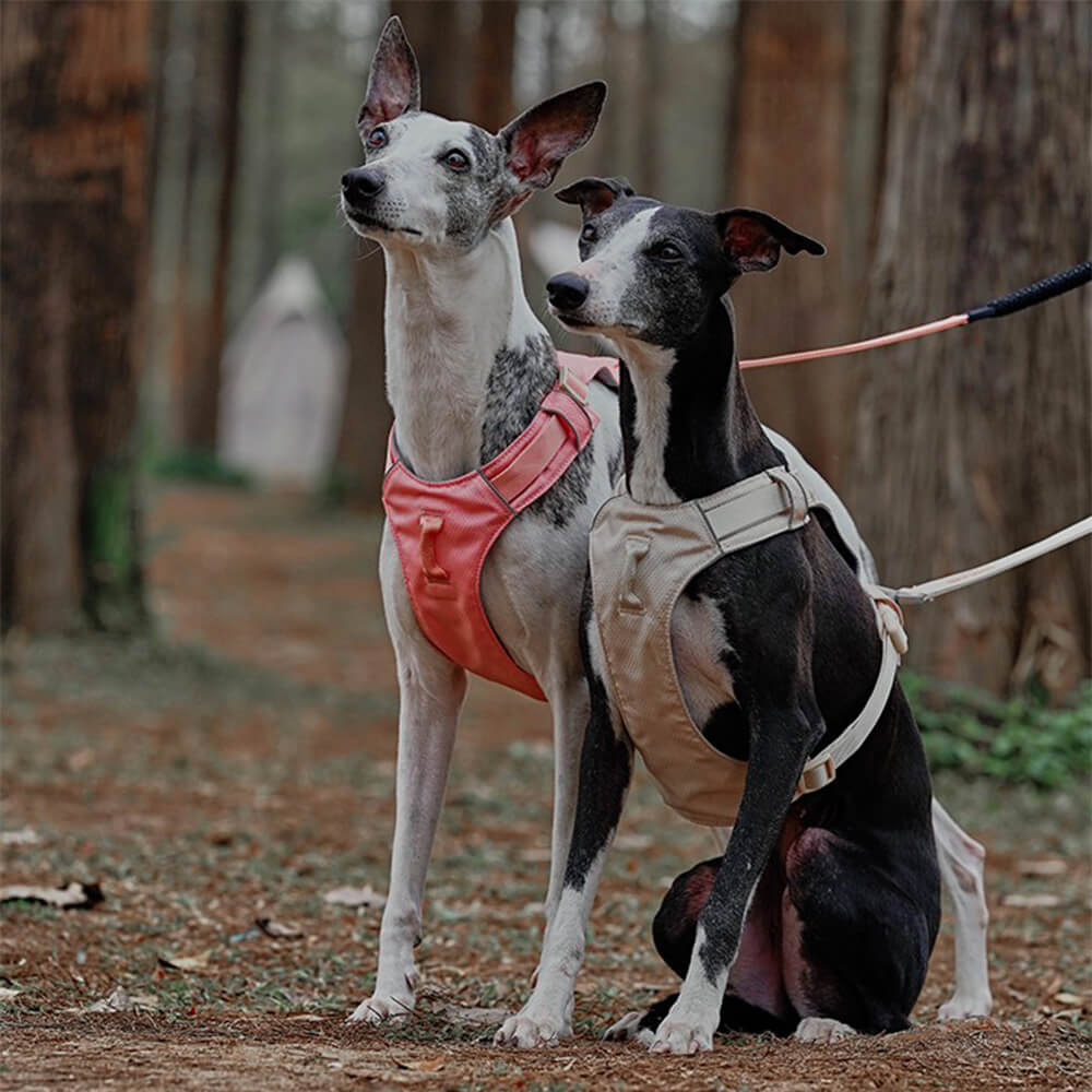 Leichtes, wasserdichtes, atmungsaktives Anti-Pull-Hundegeschirr und multifunktionale Leine