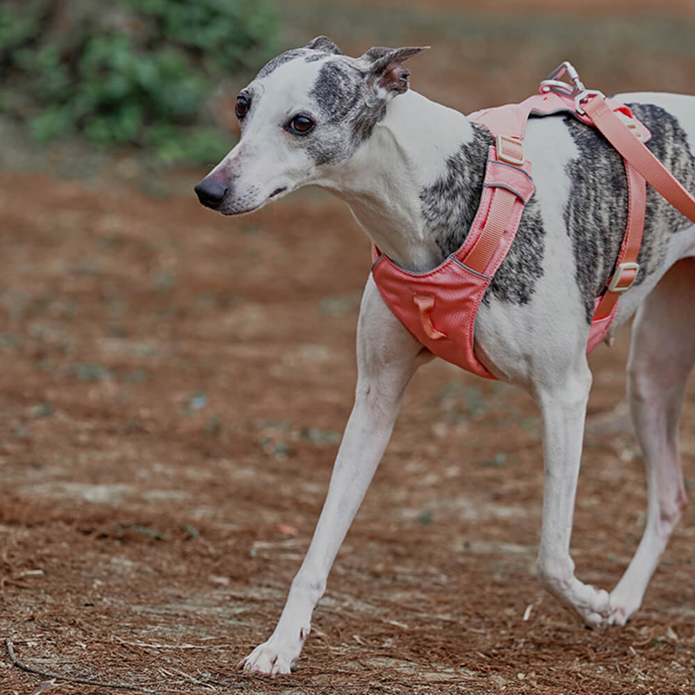 Arnés para perros ligero, impermeable, transpirable, antitirones y correa multifuncional