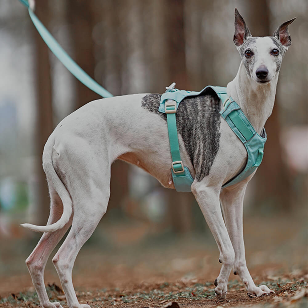 Arnés para perros ligero, impermeable, transpirable, antitirones y correa multifuncional