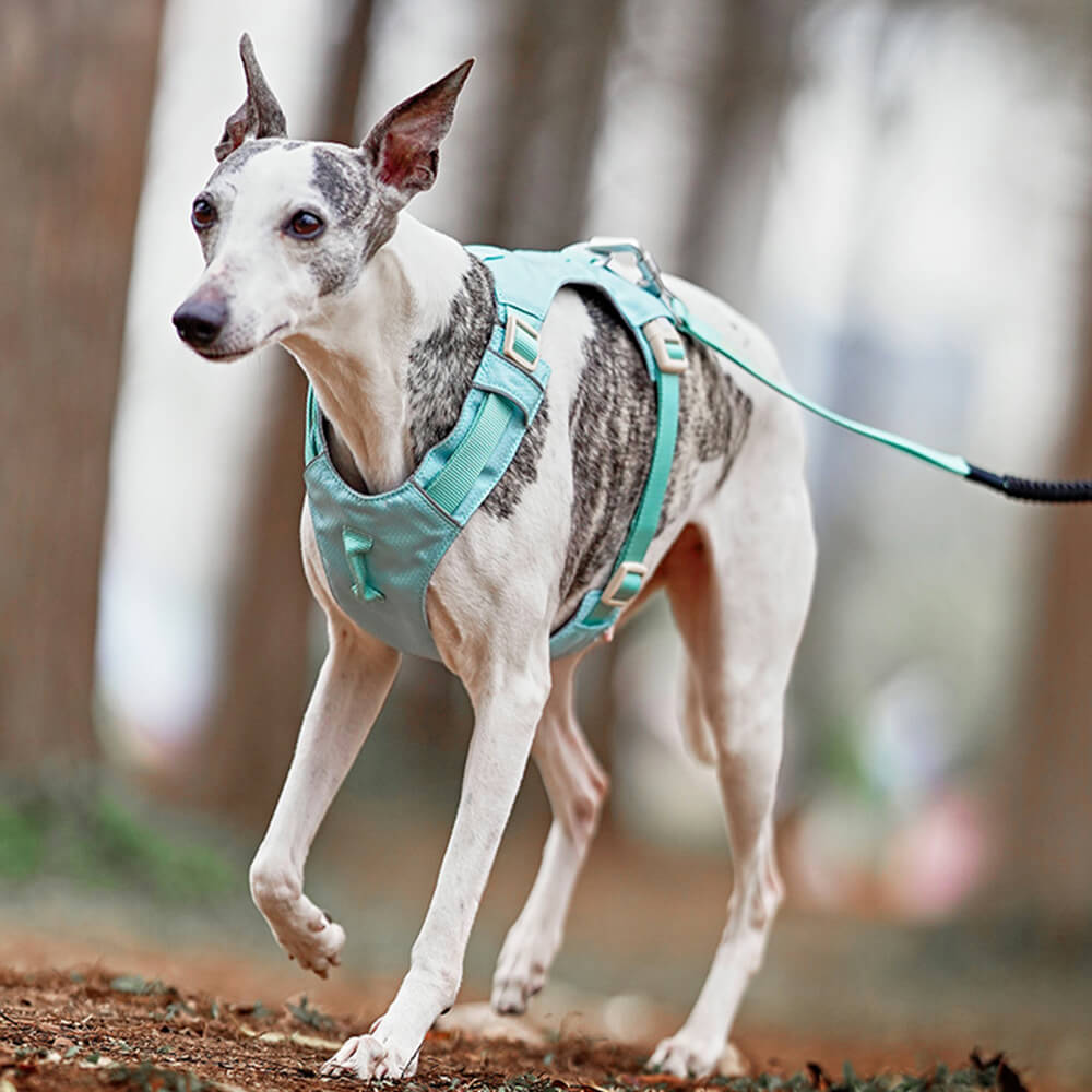 Arnés para perros ligero, impermeable, transpirable, antitirones y correa multifuncional