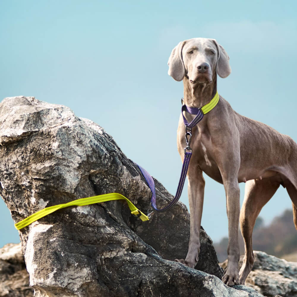 Laisse pour chien réglable à double extrémité mains libres multifonction