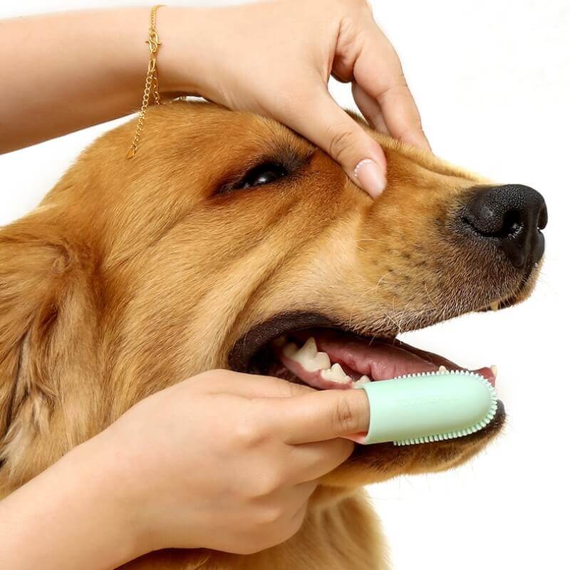 Brosse à dents pour animaux de compagnie, brosse à dents pour le nettoyage des dents