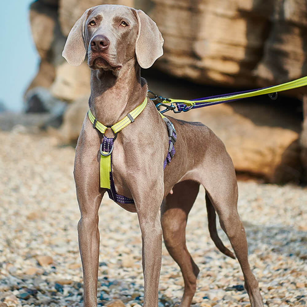 Harnais d'équilibre réfléchissant à boucle et col pour chien, sans traction