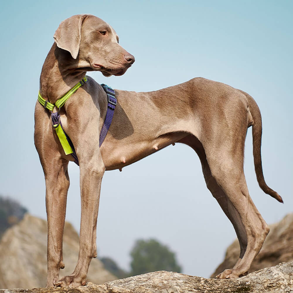 Reflektierendes Hundegeschirr mit Schnallenhals und No-Pull-Hundegeschirr