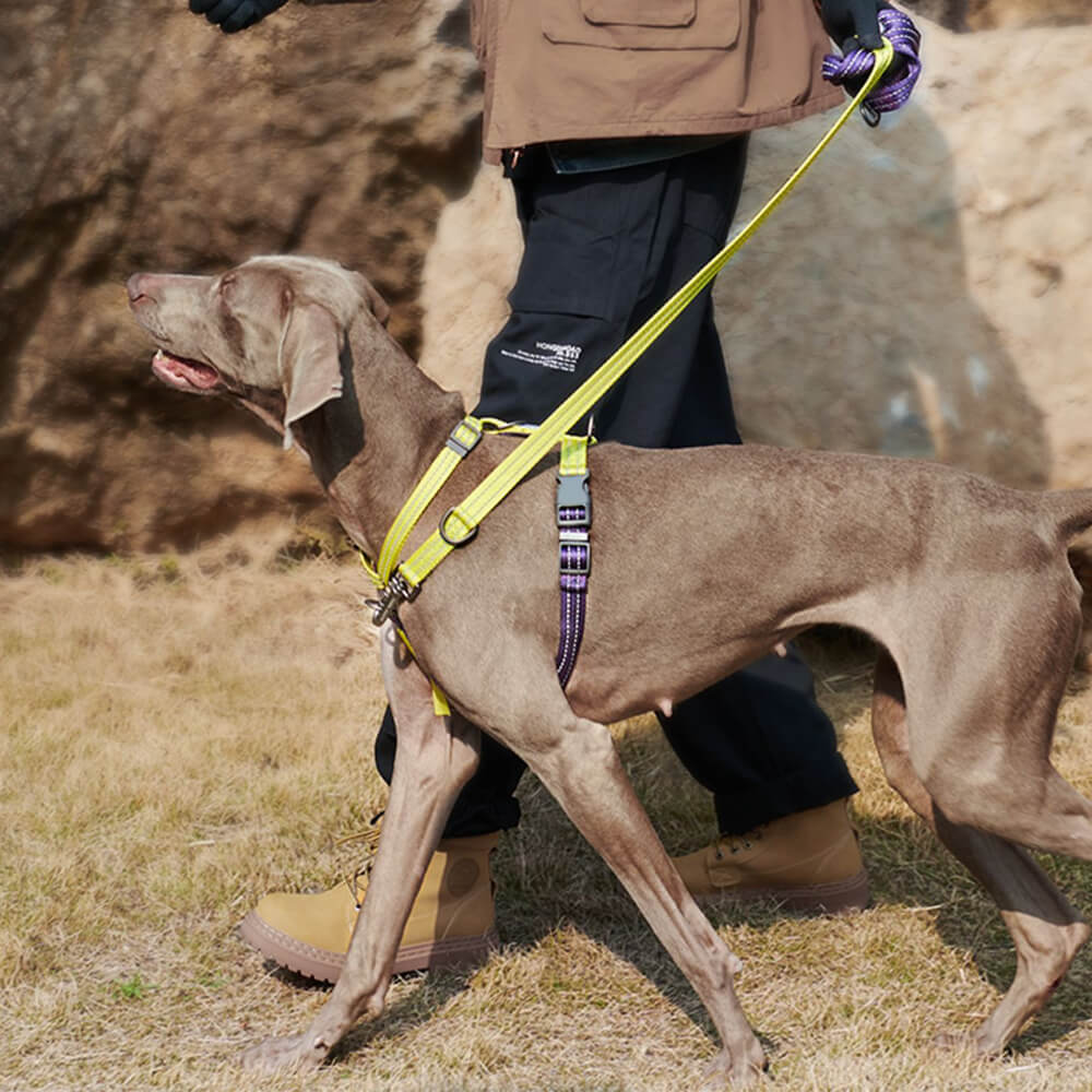 Reflektierendes Hundegeschirr mit Schnallenhals und No-Pull-Hundegeschirr