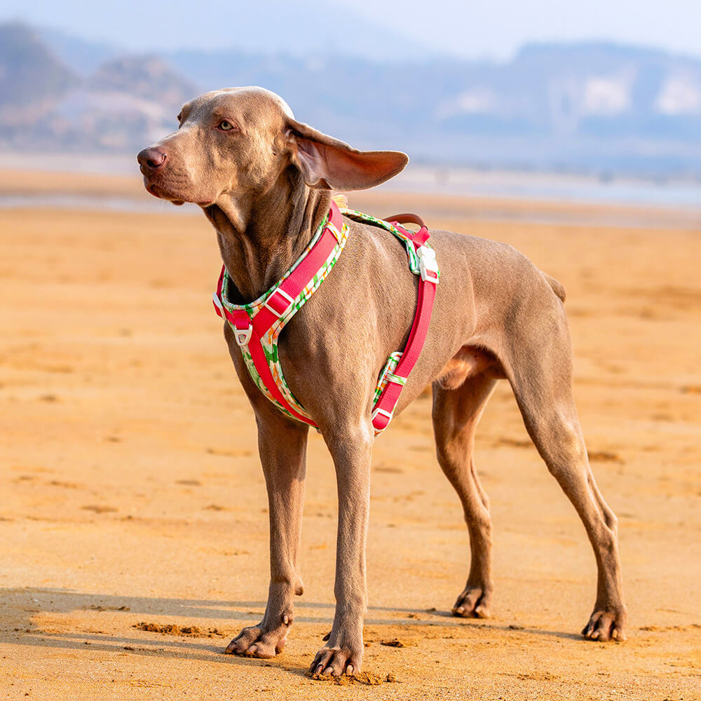 Juego seguro para caminar con arnés y correa para perros grandes, antitirones, con bolsa para caminar