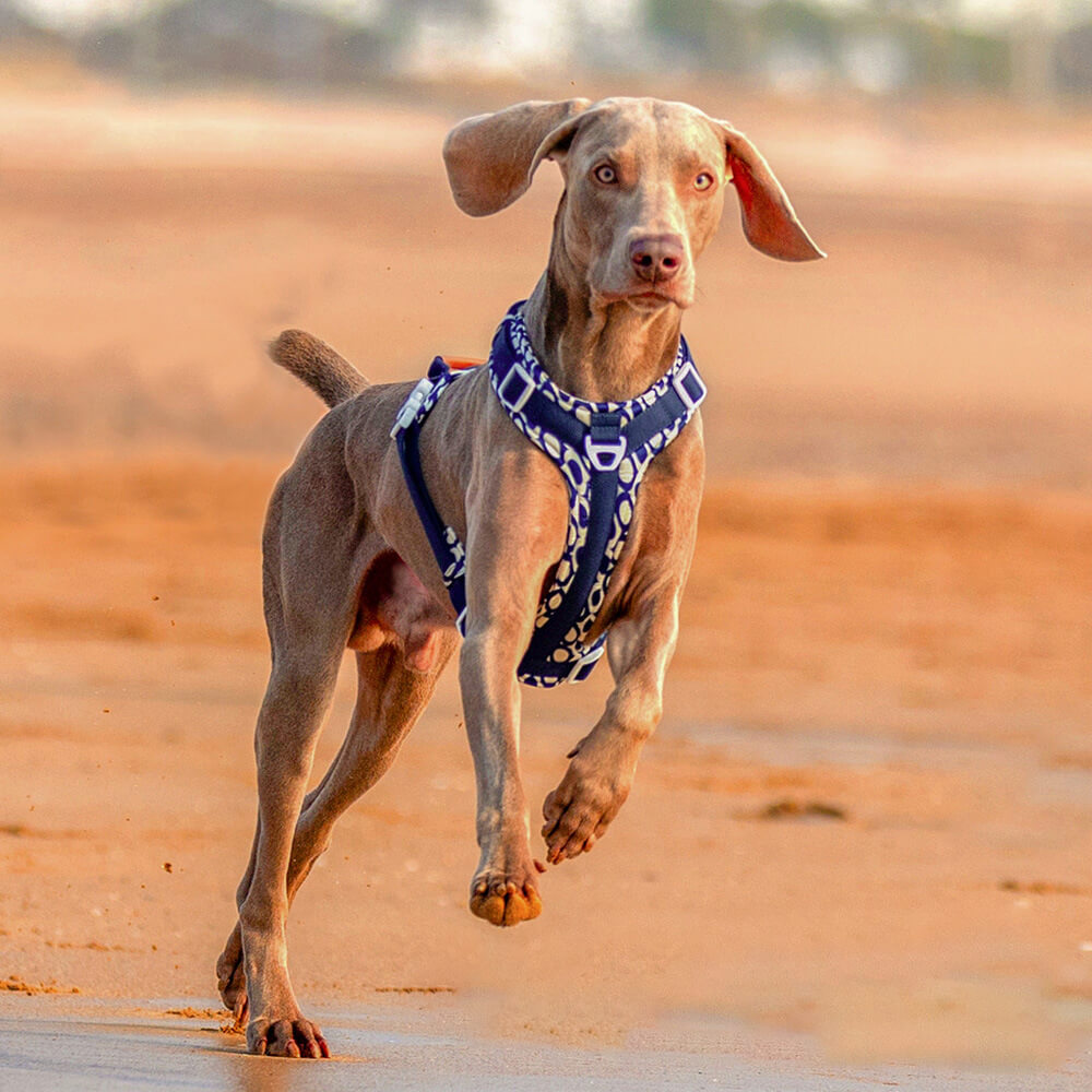 Juego seguro para caminar con arnés y correa para perros grandes, antitirones, con bolsa para caminar