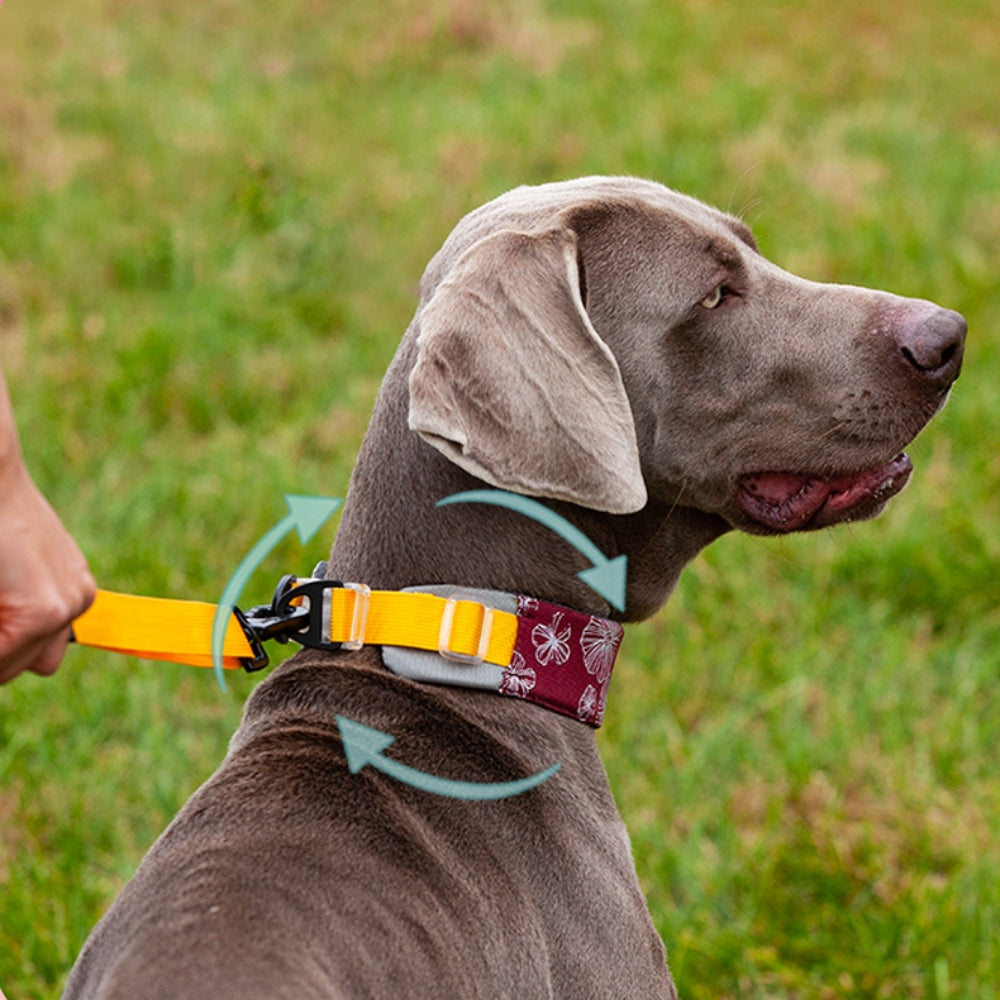 Collier d'accessoires pour chien élégant et confortable sans traction