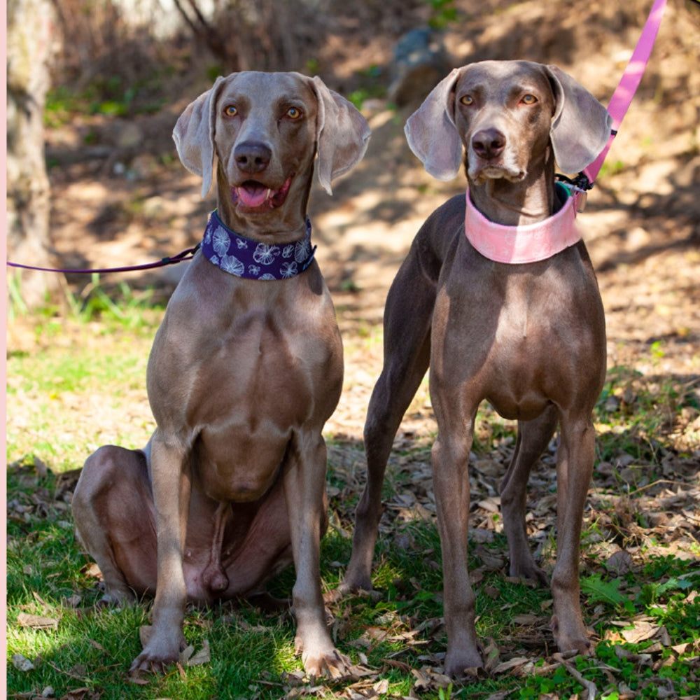 Collar de accesorios para perros, elegante, cómodo, sin tirones