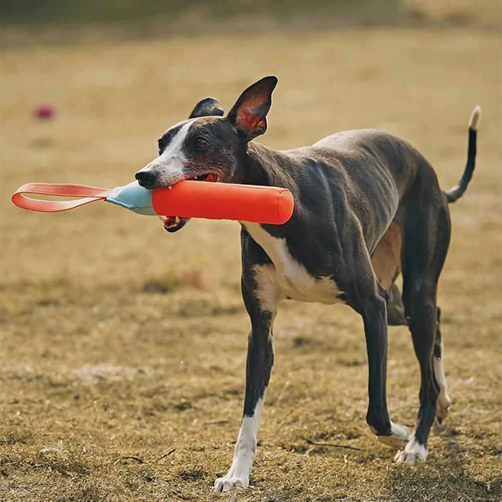 Ultra-Durable Interactive Toy Water Floating Dog Toy