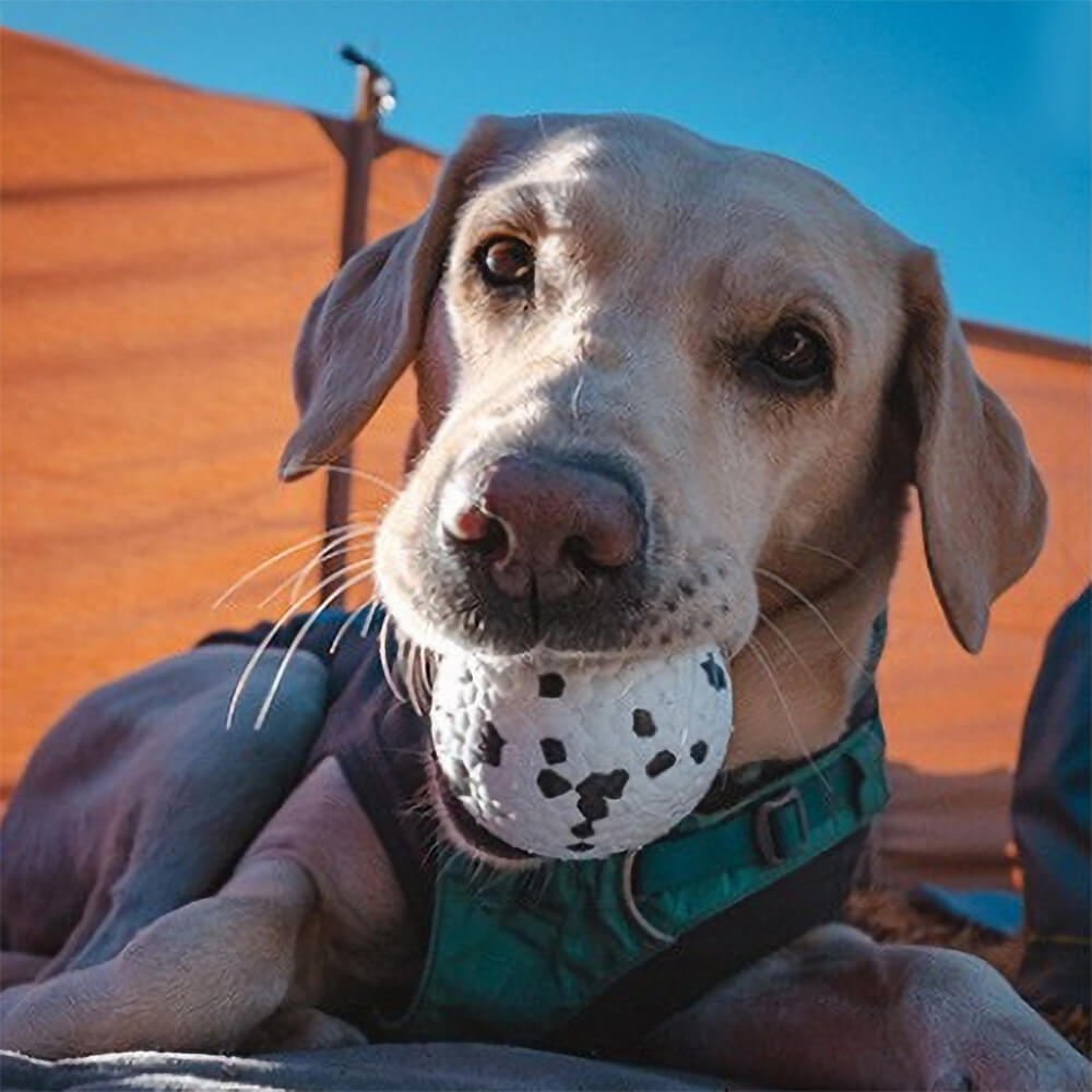 Jouet pour chien avec balle d'entraînement au pop-corn