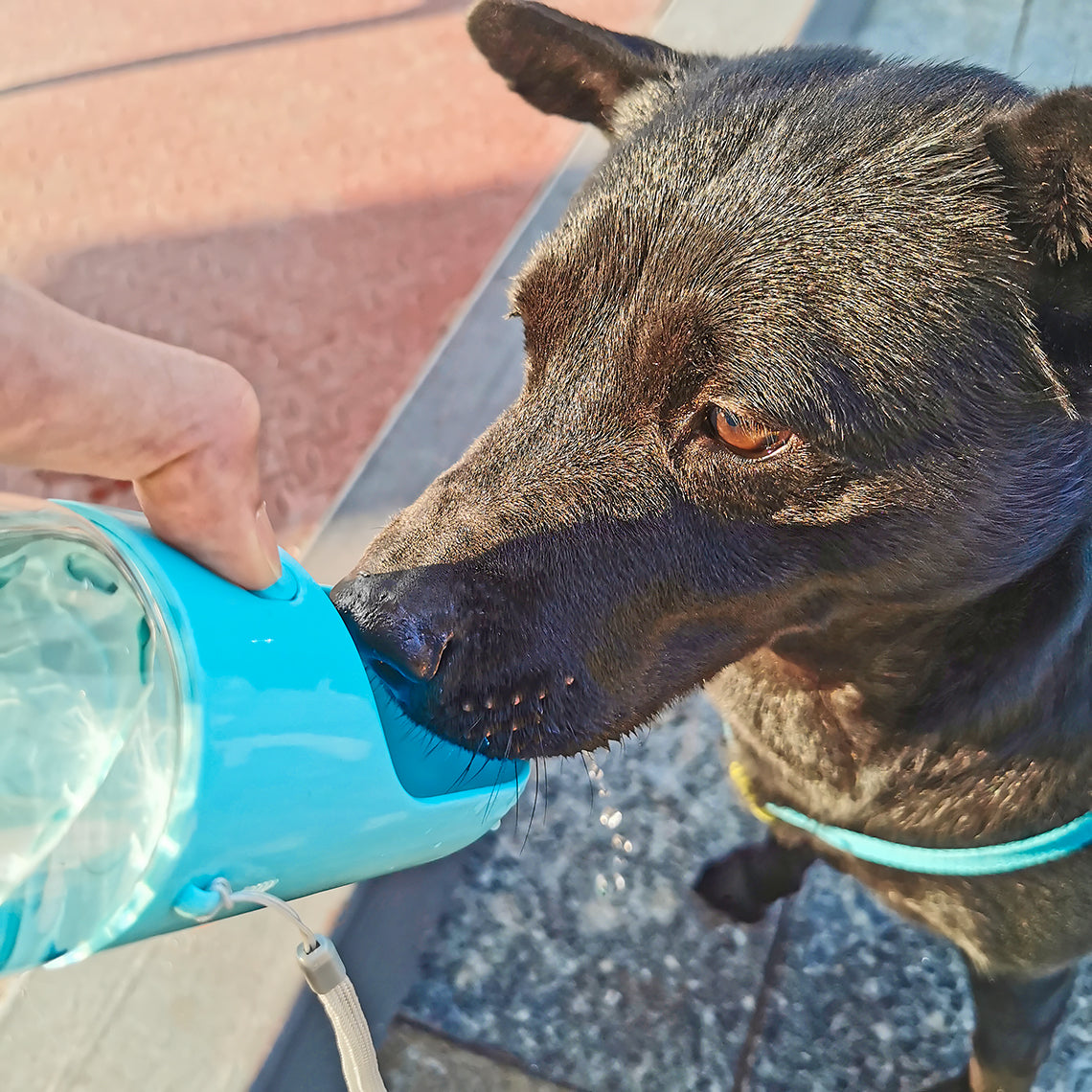 Bouteille d'eau portative pour chien en plein air