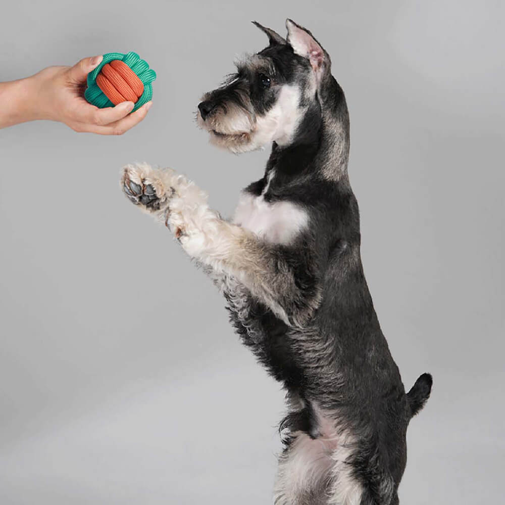 Hundespielzeug-Geschenkkorb-Set | Quietschende Kau-Plüsch-Leckereien, interaktives Spielzeug