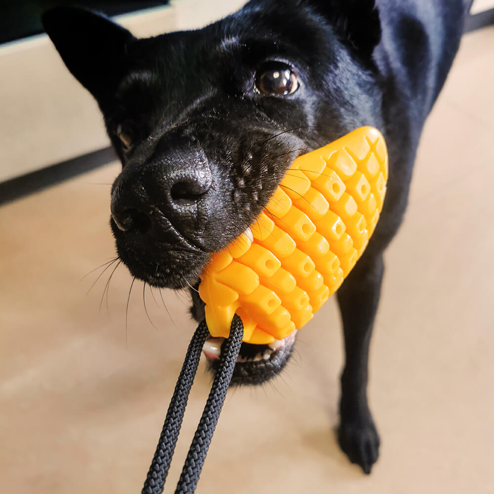 Juguete para perros con ventosa - Mango