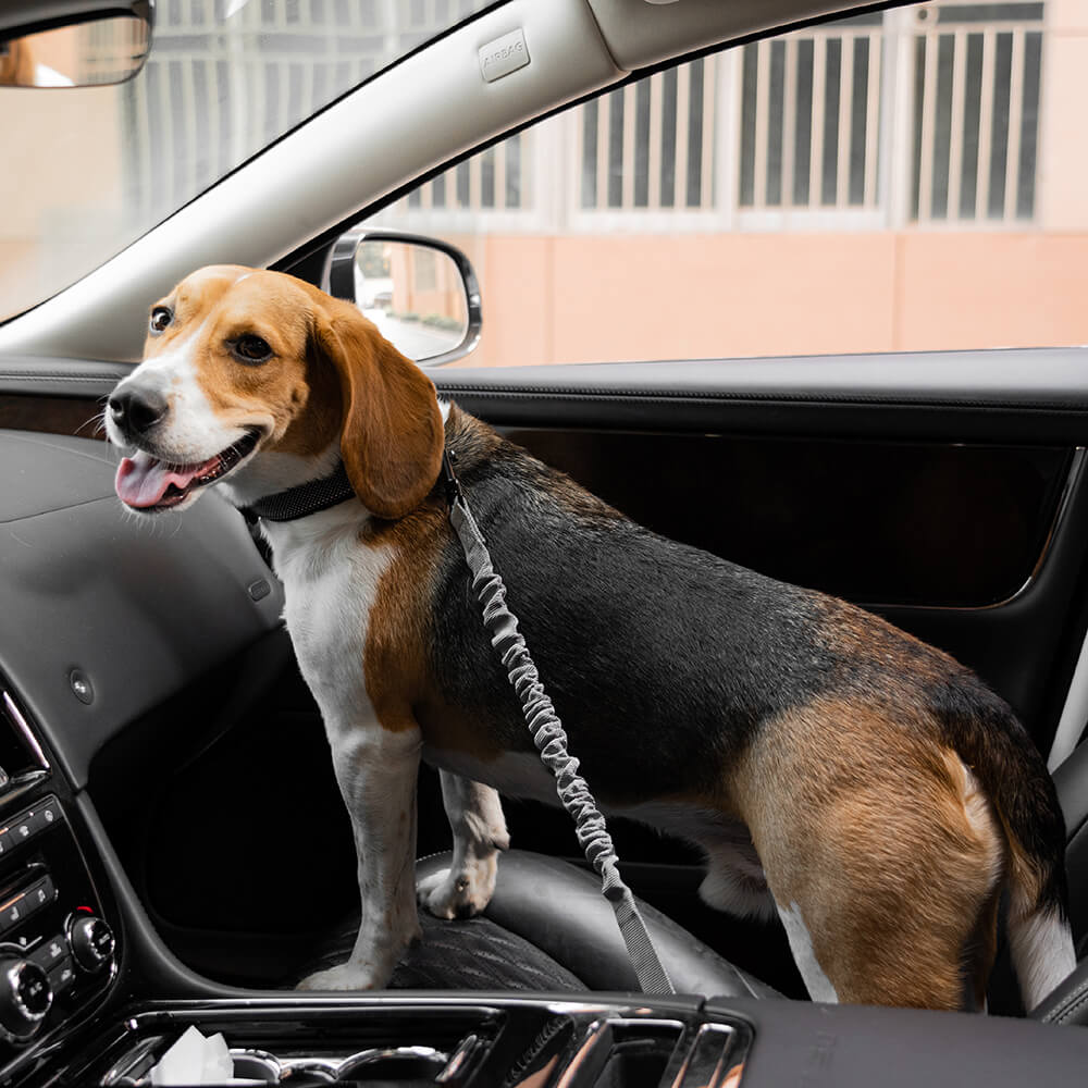 Buffer ajustable Cool Dog Accesorios cinturón de seguridad de coche