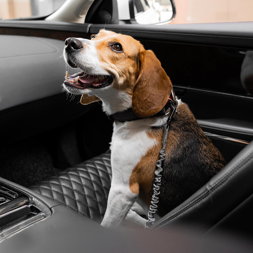 Ceinture de sécurité de voiture d'accessoires de chien frais réglables de tampon