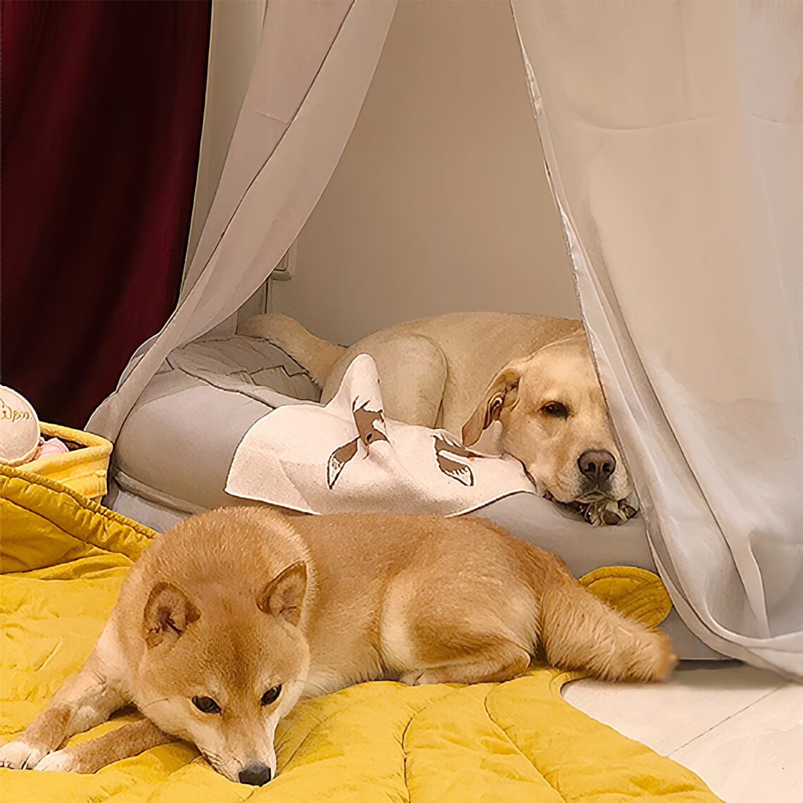 Couverture de chien de forme de feuille avec des cadeaux de luxe de chien de lit de chien de beignet