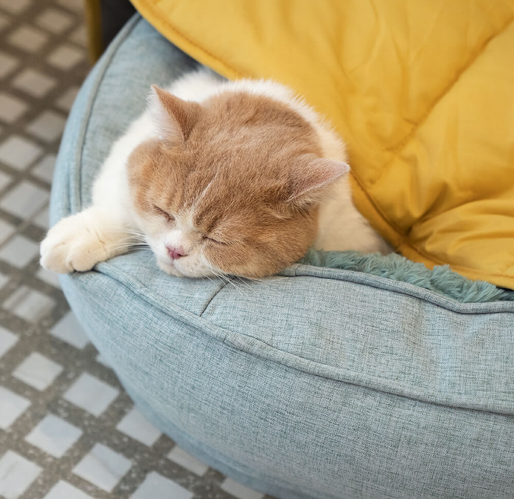 Blattförmige Hundedecke mit Donut-Hundebett, luxuriöse Hundegeschenke