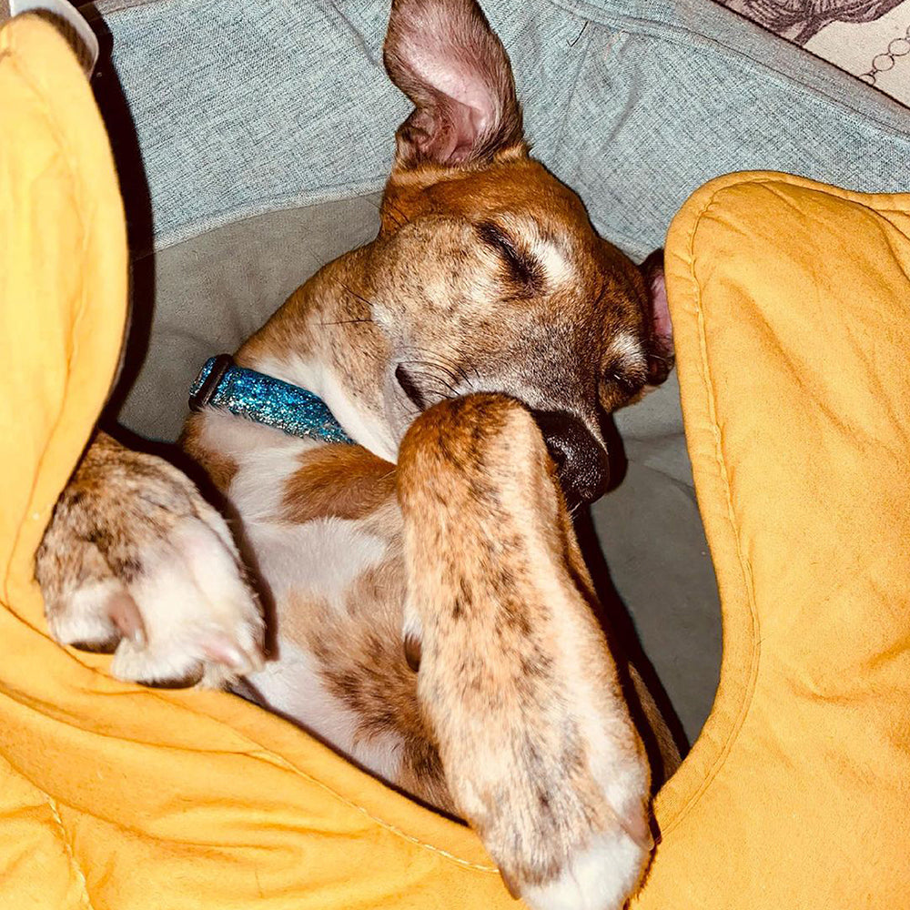 Blattförmige Hundedecke mit Donut-Hundebett, luxuriöse Hundegeschenke