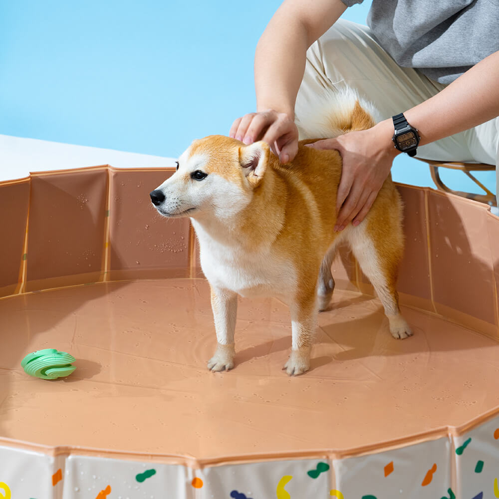 Piscine extérieure pliable et portative pour chiens