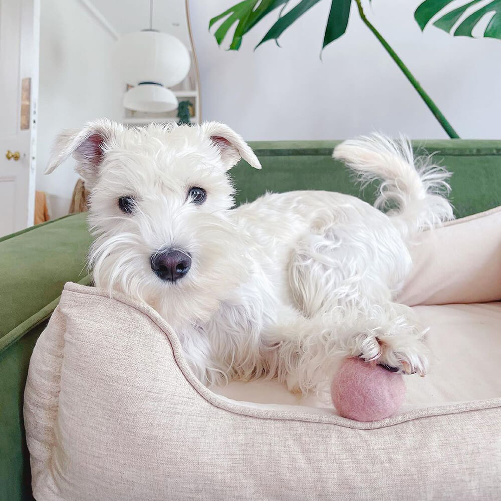 Funda de cama - Cama para perros con pan cuadrado