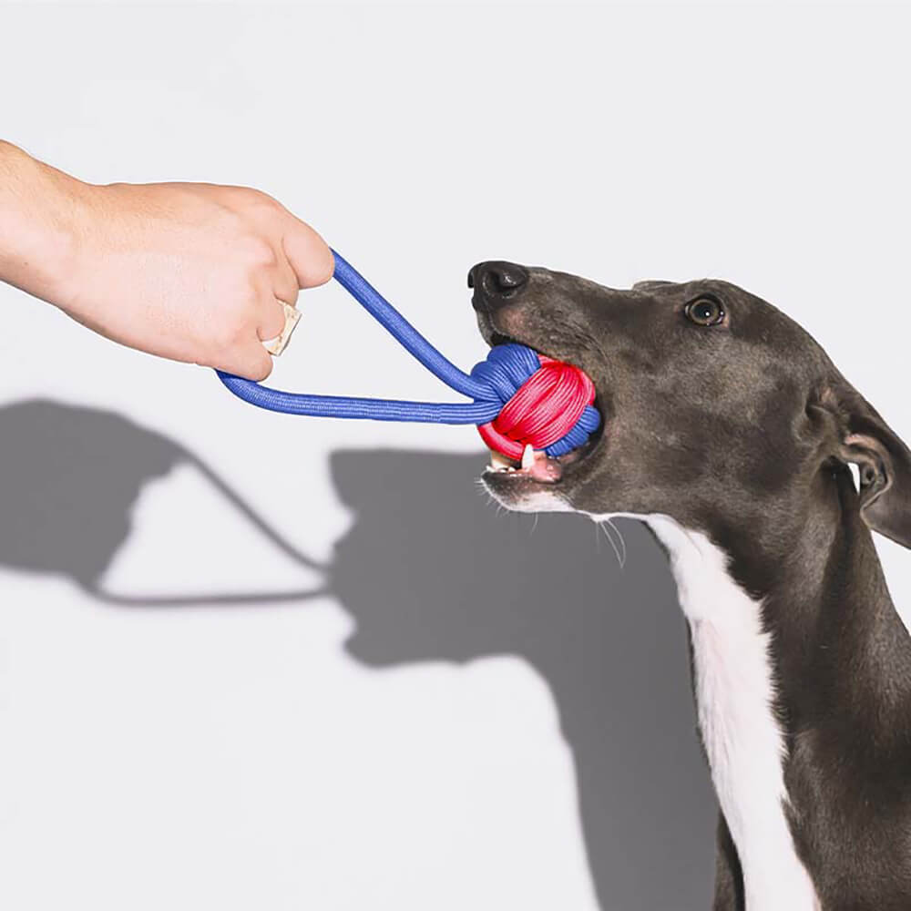 Ensemble de jouets pour chien en corde à nœuds - Color Clash