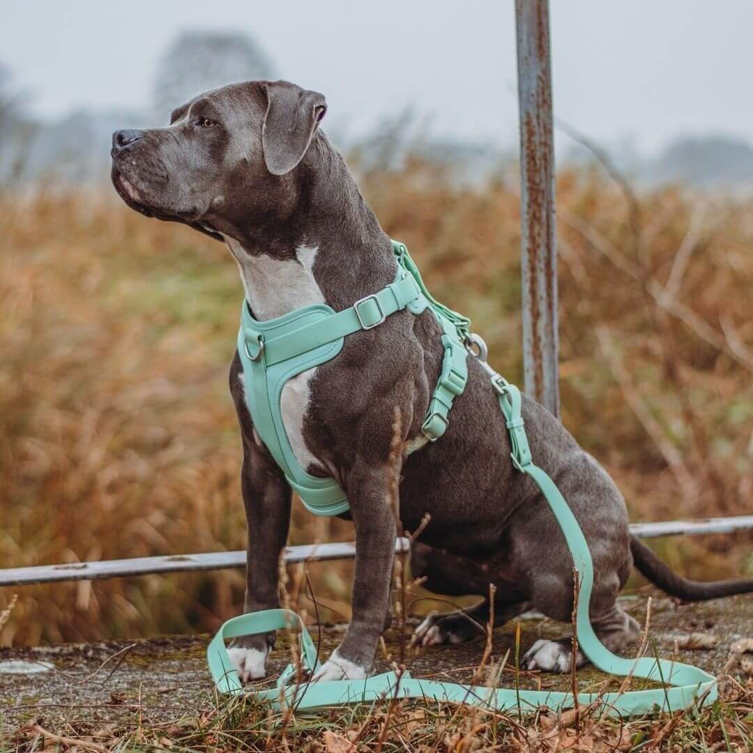 Ensemble de promenade d'accessoires pour chiens Gummy Cool