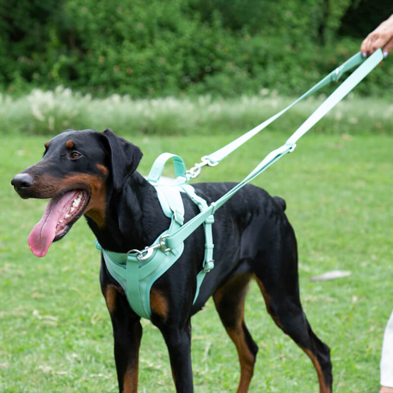 Laisse gommeuse pour chien