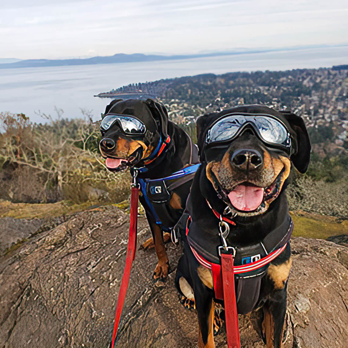 Goggles For Big Cool Dog Accessories