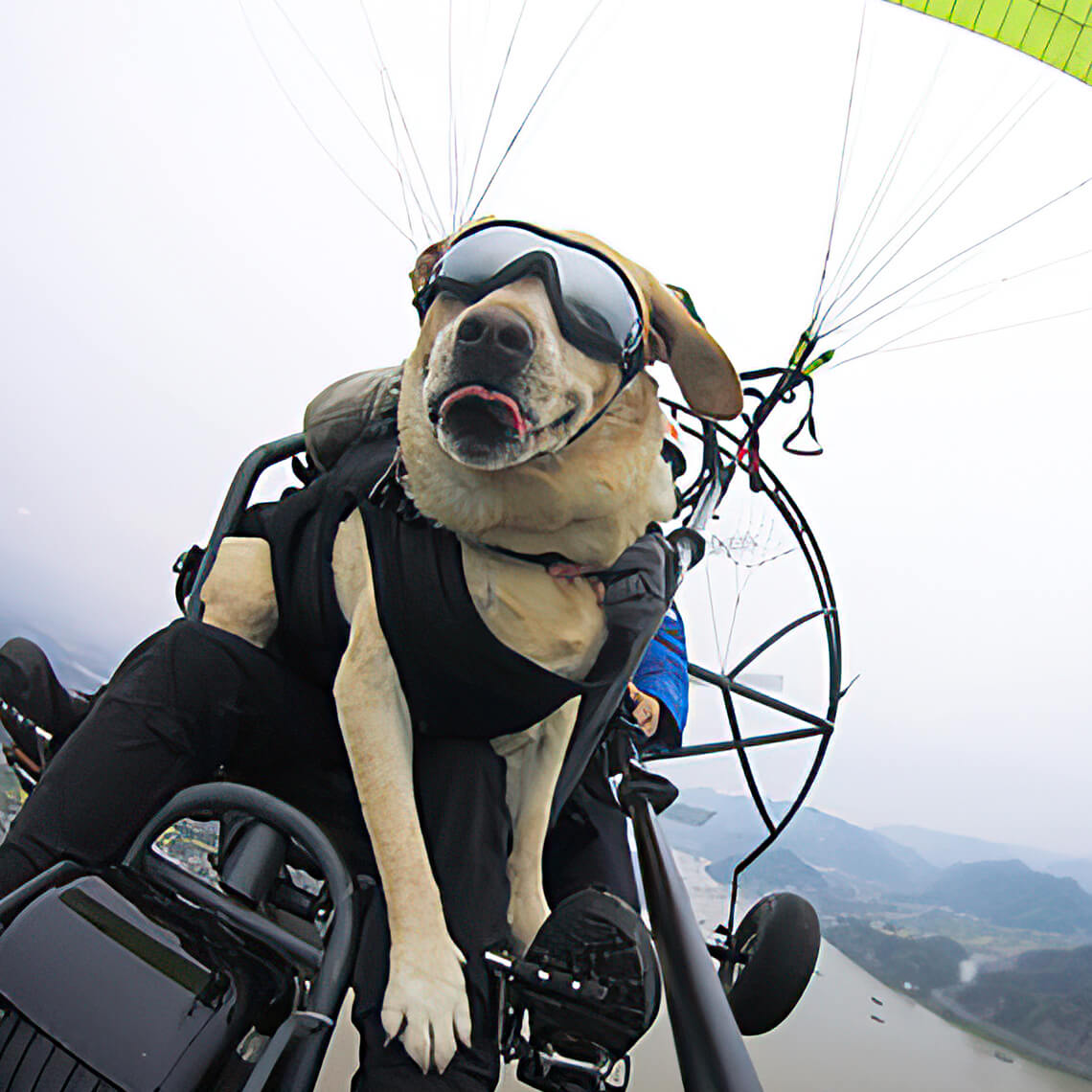 Goggles For Big Cool Dog Accessories