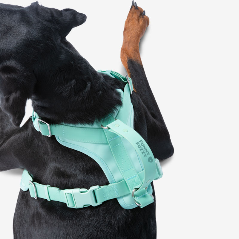 Ensemble de promenade d'accessoires pour chiens Gummy Cool