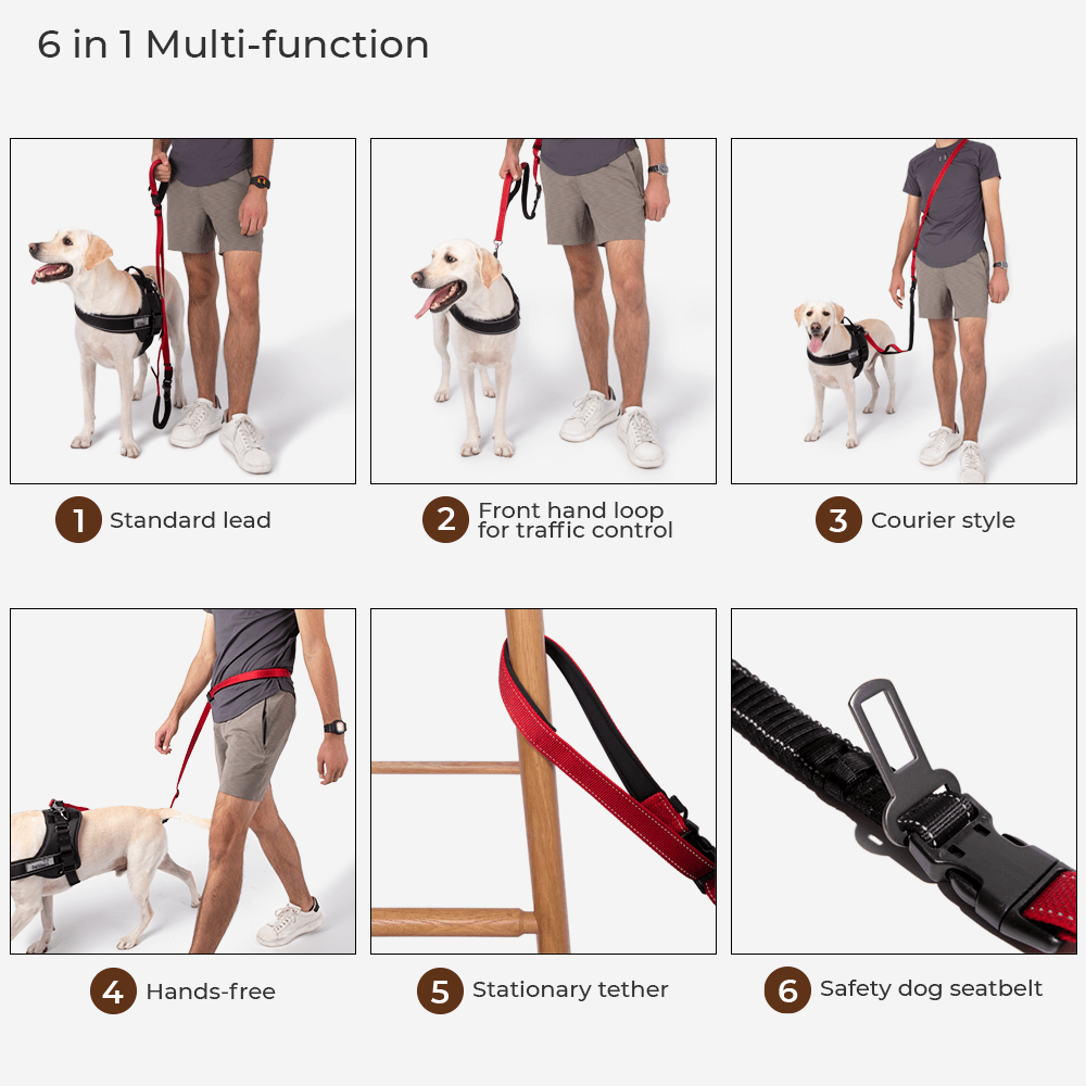 Ensemble de promenade d'accessoires pour chiens Swag & Safe Cool