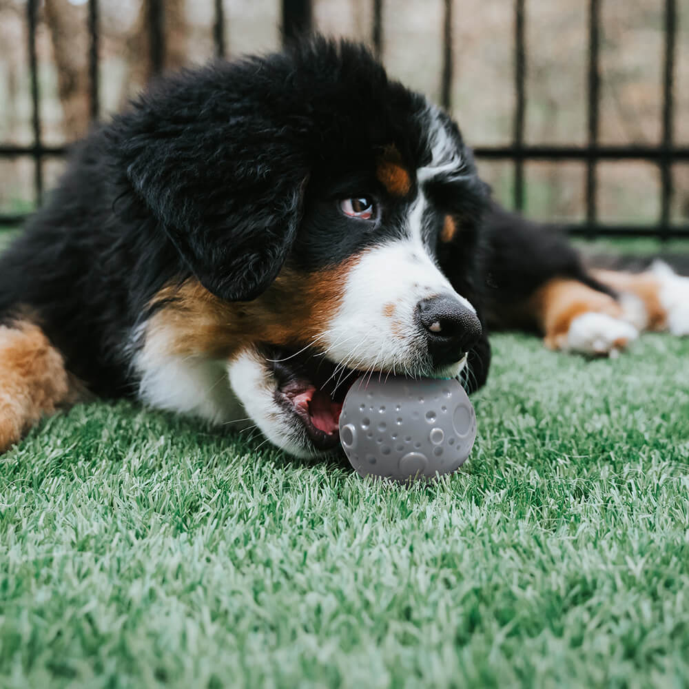 Jouet pour chien, balle d'entraînement Cosmos Feeder